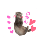 フェレットのメイたん（個別スタンプ：3）