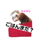 フェレットのメイたん（個別スタンプ：4）