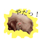 フェレットのメイたん（個別スタンプ：7）