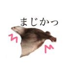 フェレットのメイたん（個別スタンプ：8）