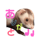 フェレットのメイたん（個別スタンプ：10）