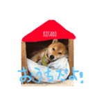 こたくん②（個別スタンプ：2）