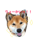 こたくん②（個別スタンプ：6）