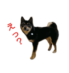 黒柴蘭丸（個別スタンプ：3）