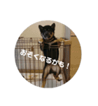 黒柴蘭丸（個別スタンプ：7）