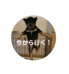 黒柴蘭丸（個別スタンプ：8）