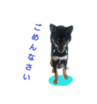 黒柴蘭丸（個別スタンプ：11）