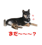 黒柴蘭丸（個別スタンプ：12）