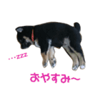 黒柴蘭丸（個別スタンプ：13）