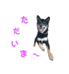 黒柴蘭丸（個別スタンプ：14）