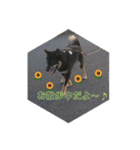 黒柴蘭丸（個別スタンプ：16）