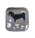 黒柴蘭丸（個別スタンプ：17）