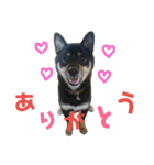 黒柴蘭丸（個別スタンプ：20）