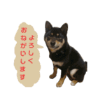 黒柴蘭丸（個別スタンプ：21）