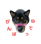 黒柴蘭丸（個別スタンプ：22）