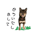 黒柴蘭丸（個別スタンプ：23）