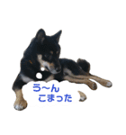 黒柴蘭丸（個別スタンプ：25）
