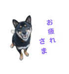 黒柴蘭丸（個別スタンプ：30）