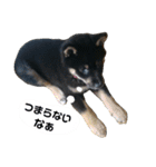黒柴蘭丸（個別スタンプ：31）