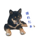 黒柴蘭丸（個別スタンプ：32）