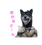 黒柴蘭丸（個別スタンプ：33）