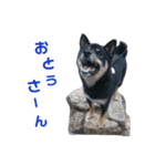 黒柴蘭丸（個別スタンプ：34）