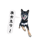 黒柴蘭丸（個別スタンプ：35）