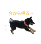 黒柴蘭丸（個別スタンプ：36）