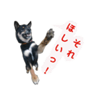 黒柴蘭丸（個別スタンプ：37）