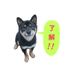 黒柴蘭丸（個別スタンプ：40）