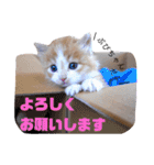 けだま天使ぷぴちゃん（個別スタンプ：1）