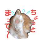 けだま天使ぷぴちゃん（個別スタンプ：6）