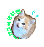 けだま天使ぷぴちゃん（個別スタンプ：7）