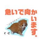 けだま天使ぷぴちゃん（個別スタンプ：9）