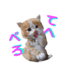 けだま天使ぷぴちゃん（個別スタンプ：12）