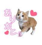 けだま天使ぷぴちゃん（個別スタンプ：19）