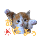 けだま天使ぷぴちゃん（個別スタンプ：20）