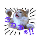 けだま天使ぷぴちゃん（個別スタンプ：22）