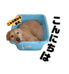 ゴールデンレトリバー・ラブ（個別スタンプ：2）