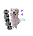 ゴールデンレトリバー・ラブ（個別スタンプ：3）