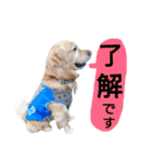 ゴールデンレトリバー・ラブ（個別スタンプ：5）