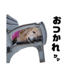 ゴールデンレトリバー・ラブ（個別スタンプ：12）