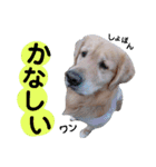 ゴールデンレトリバー・ラブ（個別スタンプ：13）