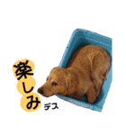 ゴールデンレトリバー・ラブ（個別スタンプ：21）