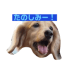 うちのメリー（個別スタンプ：1）