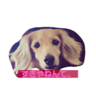 うちのメリー（個別スタンプ：3）