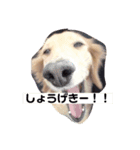 うちのメリー（個別スタンプ：5）