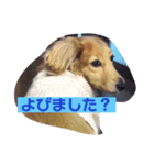 うちのメリー（個別スタンプ：8）