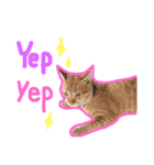猫 neko neko（個別スタンプ：3）