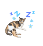 猫 neko neko（個別スタンプ：4）